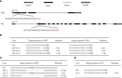 CRISPR/Cas9-mediated enhancement of semi-dwarf glutinous traits in elite Xiangdaowan rice (Oryza sativa L.): targeting SD1 and Wx genes for yield and quality improvement